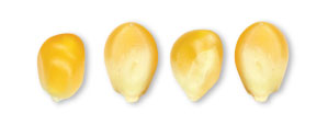 Photo: Corn