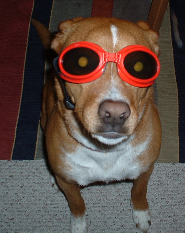 doggles2.jpg